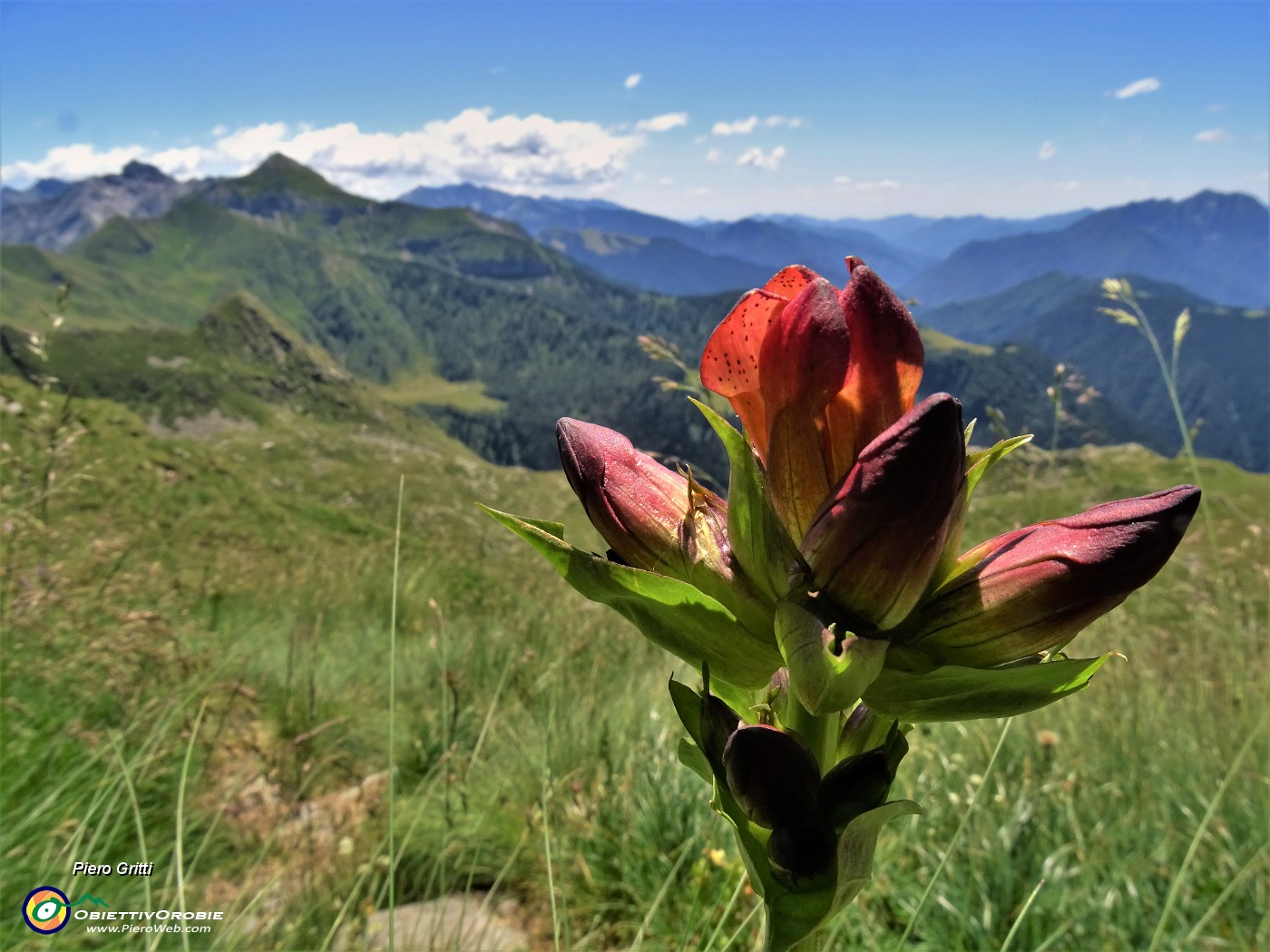 42 Gentiana pupurea (Genziana porporina) .JPG